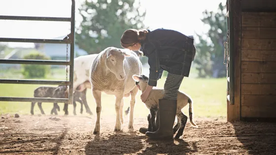 Clémence reprend la ferme – LesPiedsSurTerre – France Culture