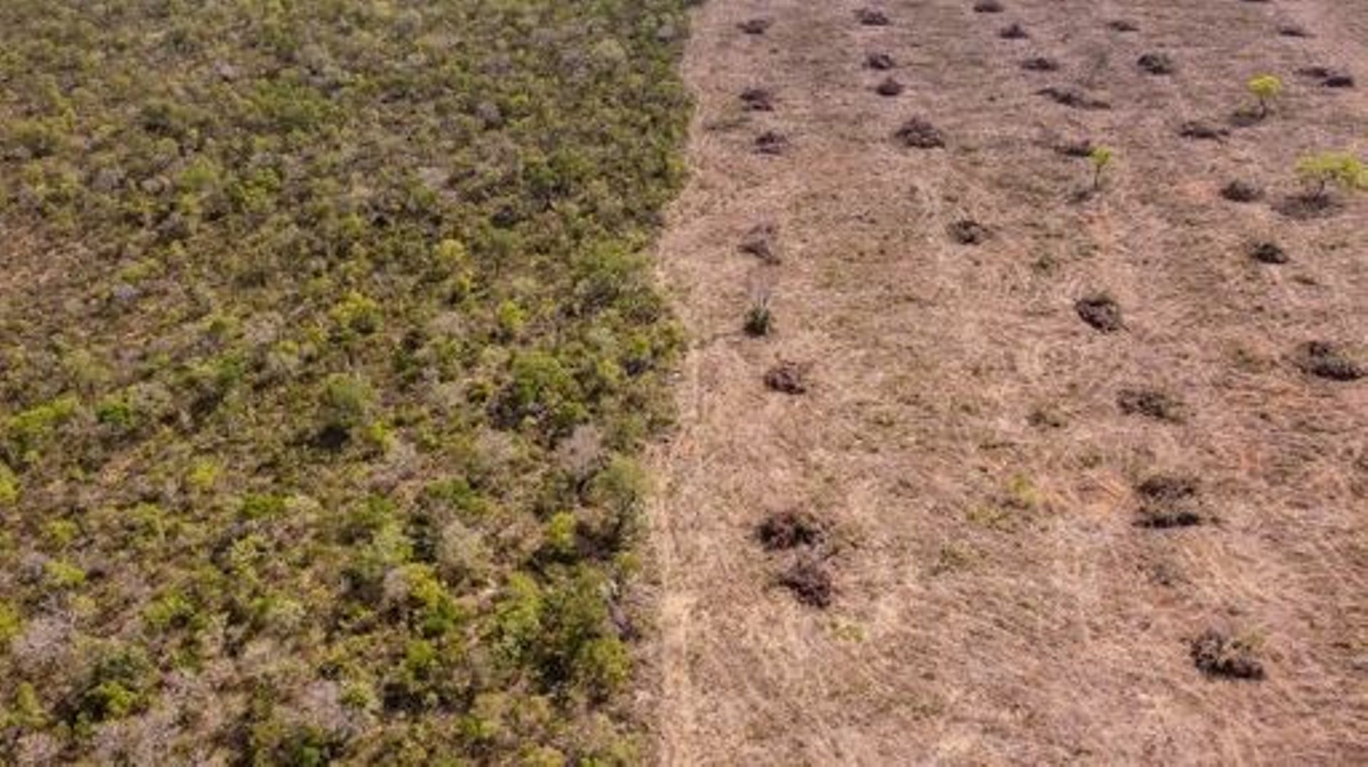 Aerial view of deforestation of the native Cerrado (savanna) in Sao Desiderio, west Bahia state, Brazil, taken on September 25, 2023. Splashed across the middle of Brazil, the "Cerrado" may be the most important place most people have never heard of, a va